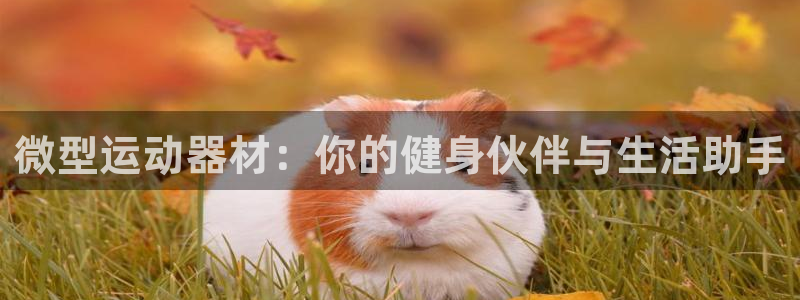 意昂4娱乐网站：微型运动器材：你的健身伙伴与生活助手